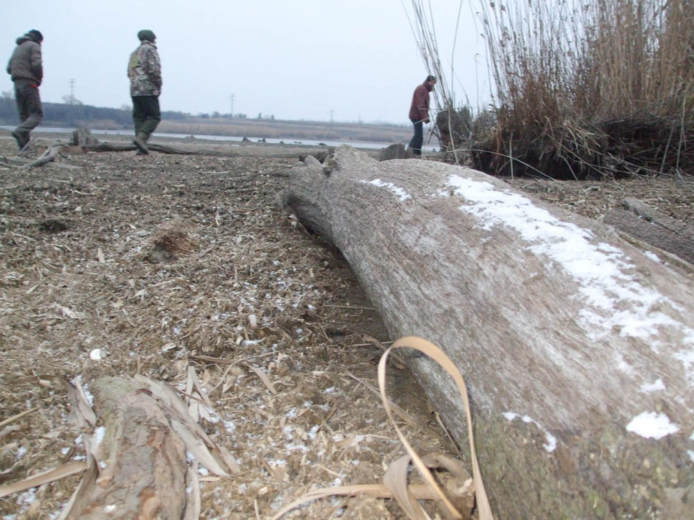 TANCABESTI SECAT - DSCF3469.jpg